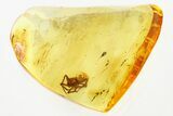 Detailed Fossil Spider (Araneae) In Baltic Amber #321717-1